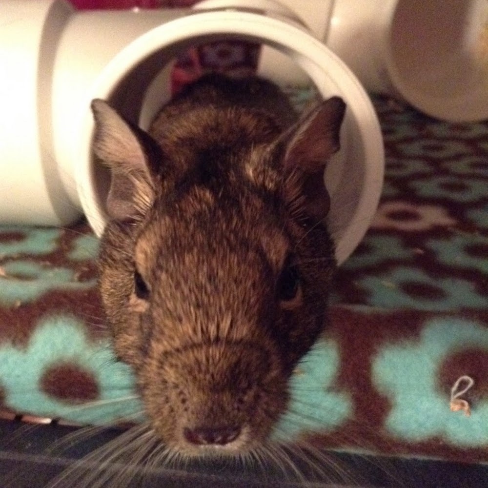 Meet your Posher, Caitlin